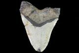 Bargain, Megalodon Tooth - North Carolina #82902-1